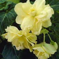 Begonia Cascade Yellow
