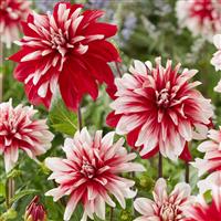 Dahlia Decorative Catching Fire