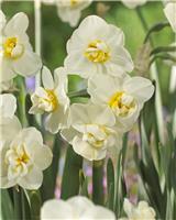 Narcissus - Daffodil Cheerfulness - Pack of EIGHT