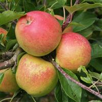 Apple Tree - Christmas Pippin (MM106)