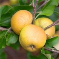 Apple Tree - Herefordshire Russet (MM106)