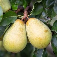Pear Tree - Beth
