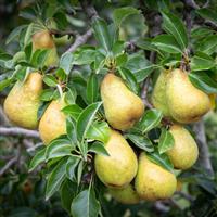Pear Tree - Williams bon Chretien