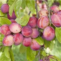 Plum Tree - Victoria