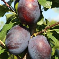 Plum Tree - Marjorie's Seedling