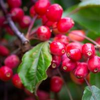 Crabapple Tree - Malus Indian Magic