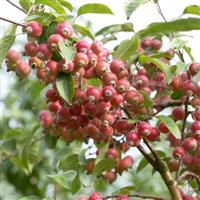 Crabapple Tree - Malus John Downie
