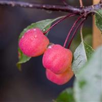 Crabapple Tree - Malus Rudolph