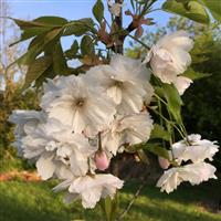 Prunus Blushing Bride - Cherry Blossom Tree
