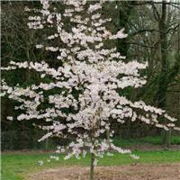 Prunus pendula Stellata - Cherry Blossom Tree