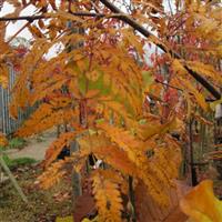 Sorbus Asplenifolia - Mountain Ash