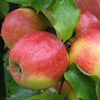 Patio Fruit Tree - Apple James Grieve (MM106)
