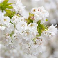 Prunus Shirotae - Cherry Blossom Tree
