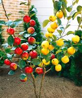 Apple Tree - Duo Tree - Golden Delicious and Gala Apple