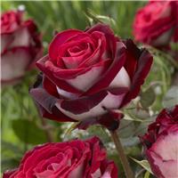 Pair of PATIO Standard Rose Trees - OSIRIA