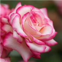 Pair of PATIO Standard Rose Trees- 'Laminuette'