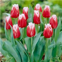 Tulip Canasta - Fringed Tulip - Pack of 6