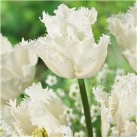 Tulip Smirnoff - Pack of 6