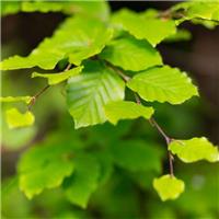 PRE-ORDER: Fagus Sylvatica - Beech - Bare Root Hedging 40-60cm - Pack of 12
