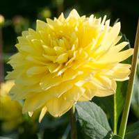 Dahlia American Sun