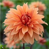 Dahlia Babylon Brons