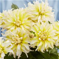 Dahlia Calgary Flames