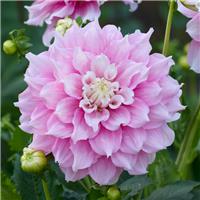 Dahlia Gitt's Perfection