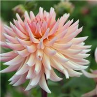 Dahlia Henriette