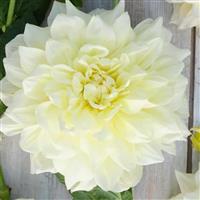 Dahlia Ice Breaker