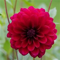 Dahlia Karma Naomi
