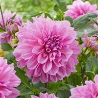 Dahlia Lavender Perfection