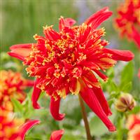 Dahlia Octopus Sparkle