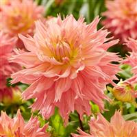 Dahlia Omega