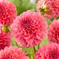 Dahlia Pink Runner