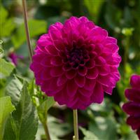 Dahlia Randy Crawford