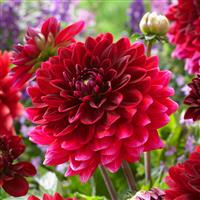 Dahlia Red Runner