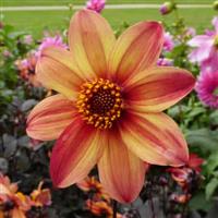 Dahlia Schipper's Bronze