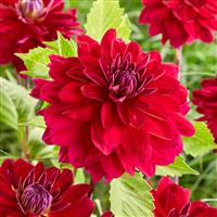 Dahlia Semino