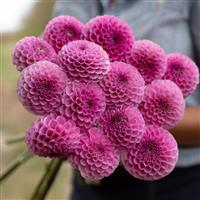 Dahlia Sir Richard