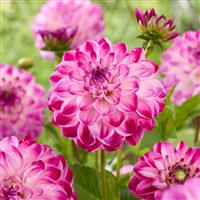 Dahlia Stardust