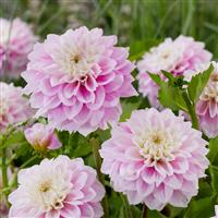 Dahlia Sweet Love
