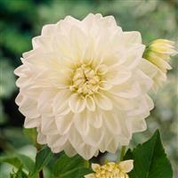 Dahlia White Perfection
