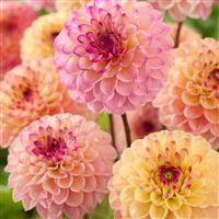 Dahlia Wine Eyed Jill