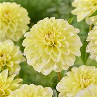 Dahlia Yellow Perception