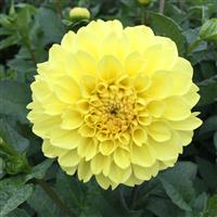Dahlia Yellow Symphony