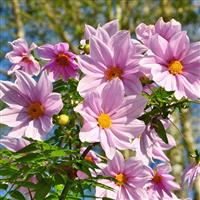 Dahlia Imperialis