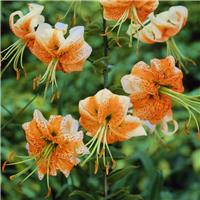 Lilium Lady Alice - Pack of TWO Lily Bulbs