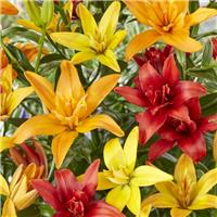 Lilium Matrix Mixed - Pack of FIVE Lily Bulbs