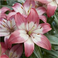 Lilium Perfect Joy - Pack of FOUR Lily Bulbs