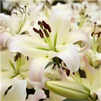 Lilium Tower Pretty Woman - Pack of THREE Lily Bulbs